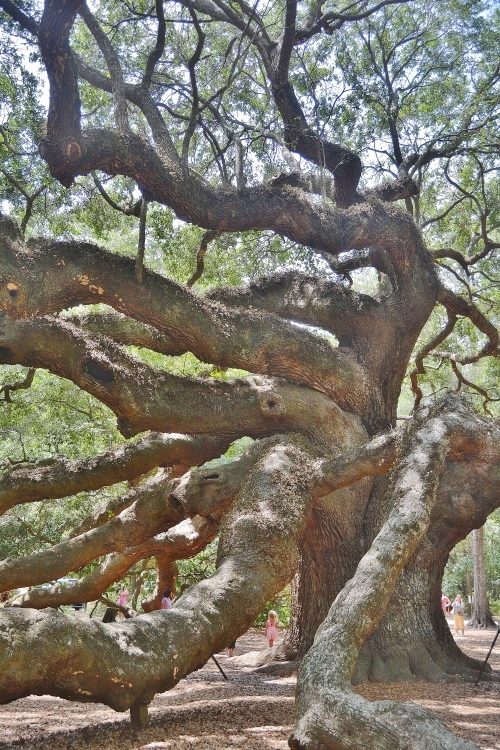 huge Angel Oak Tree